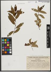 Foto von Salix triandra subsp. triandra L.